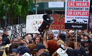 Protest Animal Rights March Rally Signs.jpg Protest Animal Rights March Rally Signs.jpg