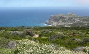 The Cape Floristic Region