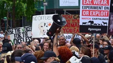 Protest Animal Rights March Rally Signs.jpg